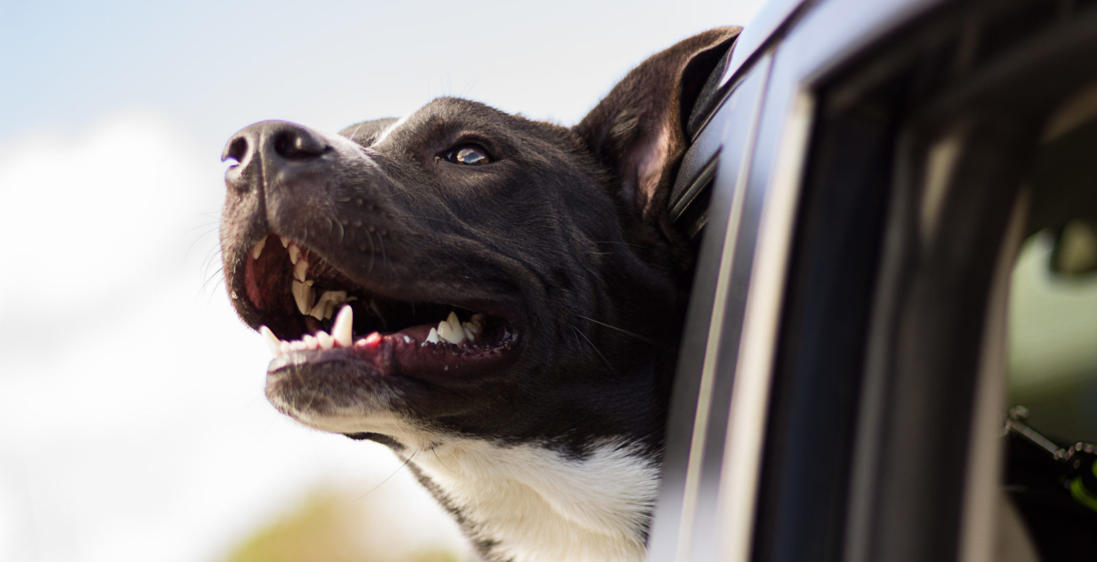 Hunde im Auto transportieren: Das solltest du beachten – Luxshield